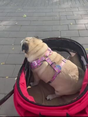 4 Perro mayor en cochecito para seguir paseando con su dueño