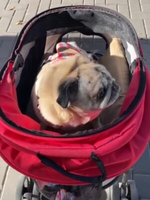 5 Mi perrita senior disfrutando de su paseo en un carrito para perros