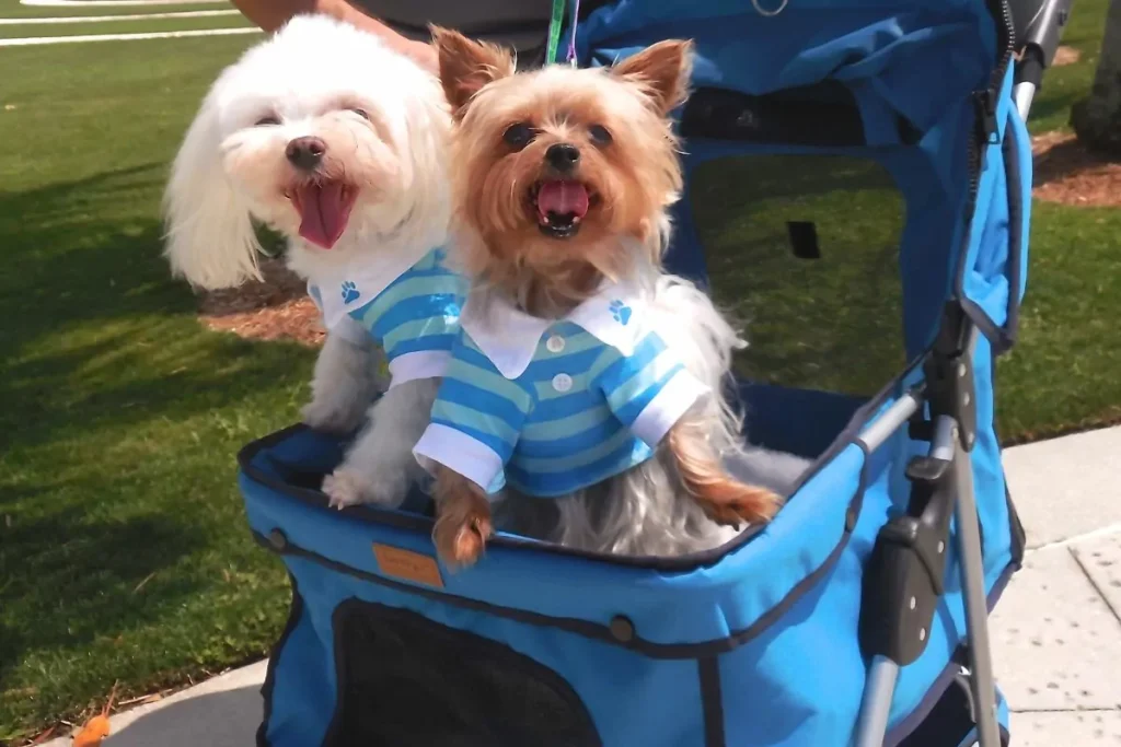 dos perritos en un carrito para perros azul