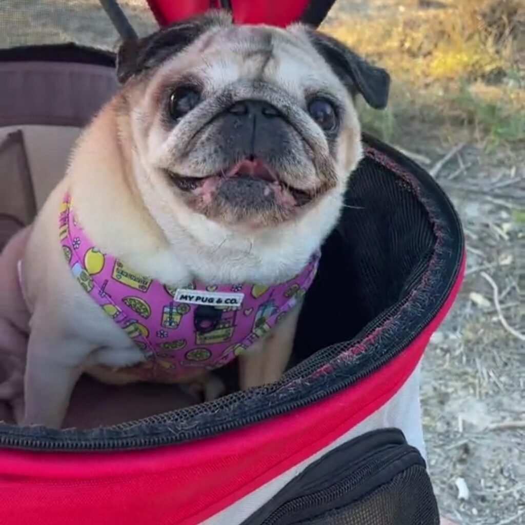 COCHECITOS PARA PERROS MEDIANOS