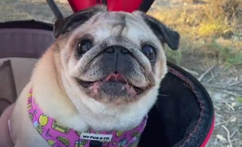 Carrito para perros: 7+1 consejos para elegir el mejor en Amazon 2 perrito carlino feliz 1 e1723067832763