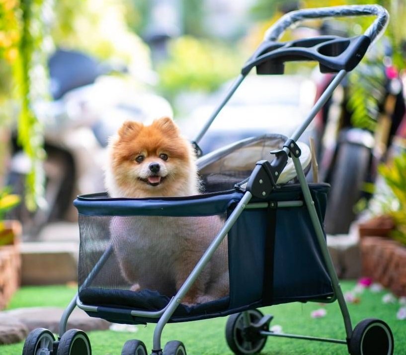 perrito en carrito para perros