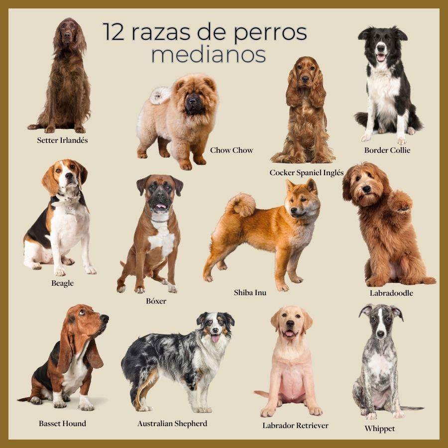 razas de perros medianos