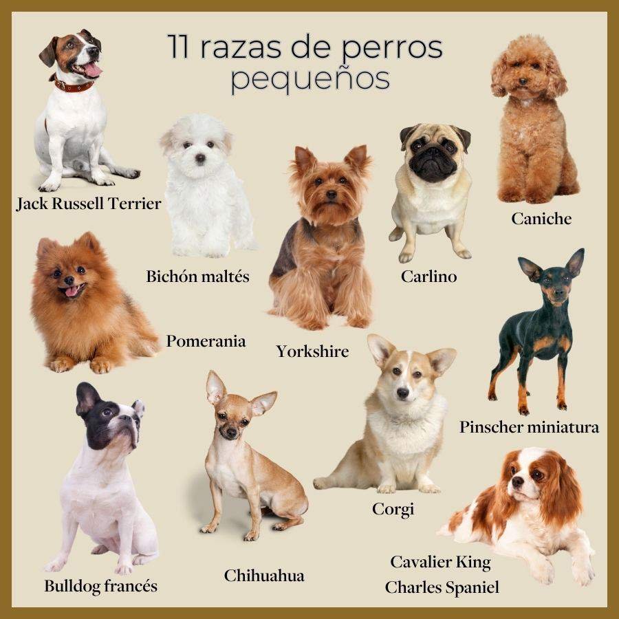 razas de perros pequenos 1