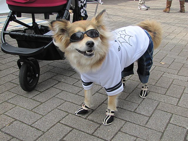 zapatos para perros
