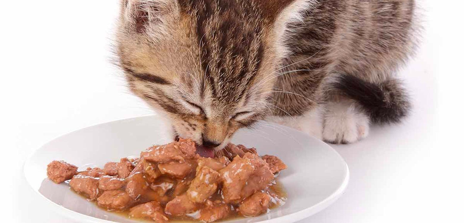 comida humeda gatos