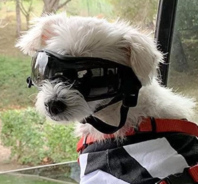 perro blanco con gafas mirando por la ventana