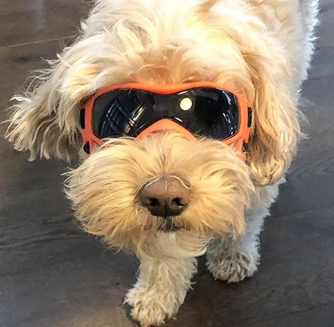 perro blanco con gafas naranjas