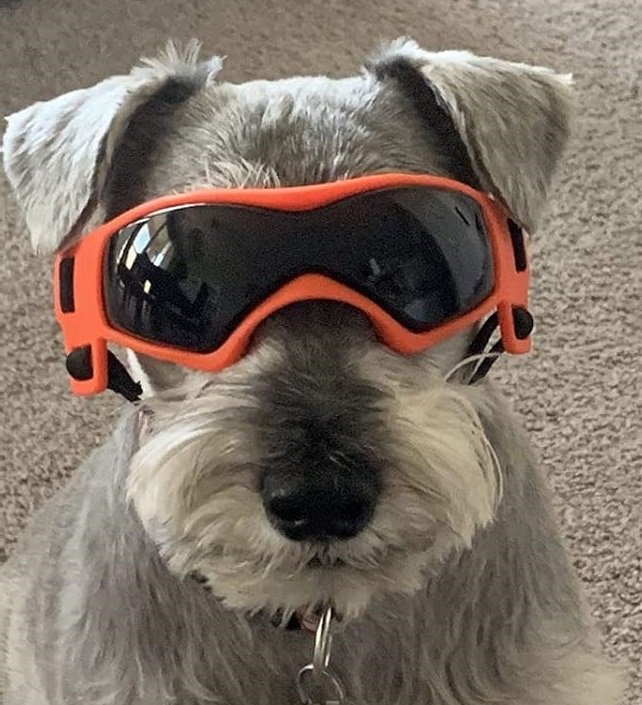 perro con gafas de color naranja