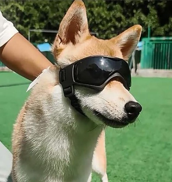 perro de gafas de sol negras