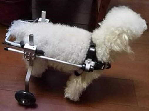 perro en silla de ruedas