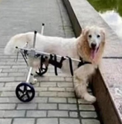 perro mediano blanco en silla ortopedica