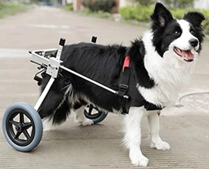 perro mediano en silla de ruedas