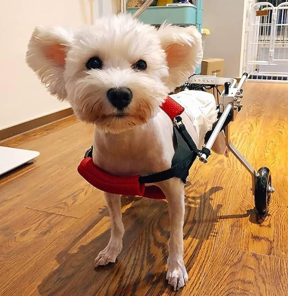 perro pequeno corte de pelo silla de ruedas