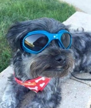 perro pequeno gris con gafas azules